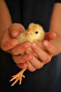 chick1