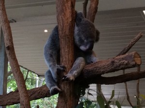 koala